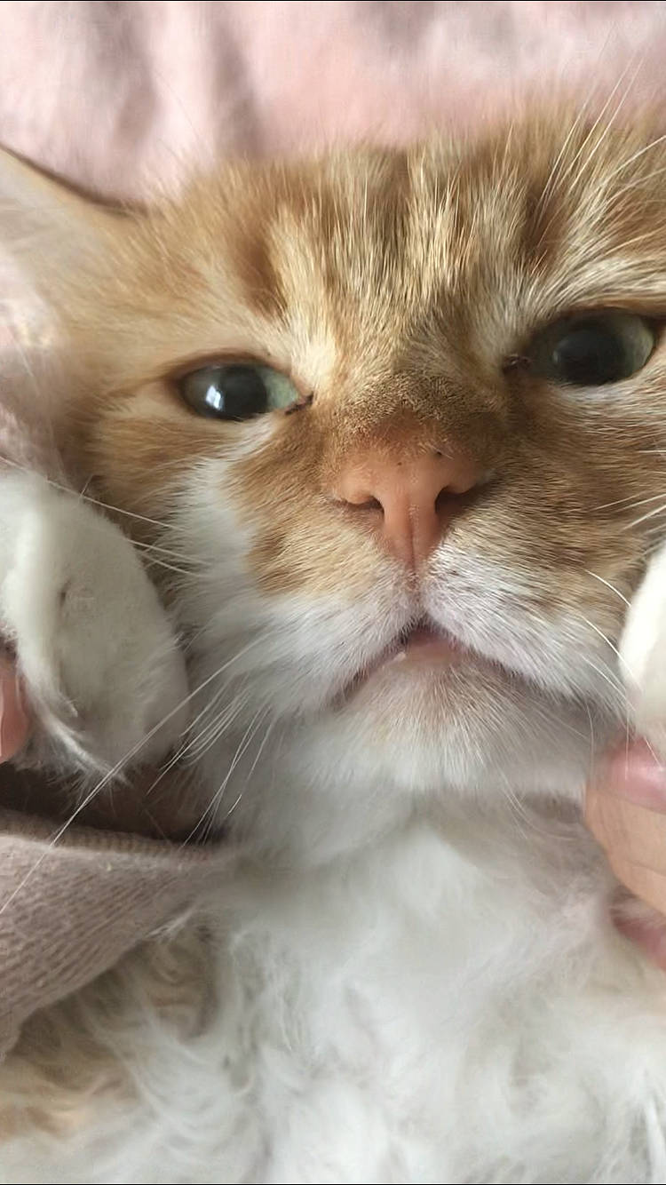 Garfield a rejoint le concours — aidez-le/la à gagner de superbes lots ! carnivore, cat, claw, close_up, comfort, domestic_short_haired_cat, ear, fawn, felidae, fur, iris, nose, paw, small_to_medium_sized_cats, snout, whiskers