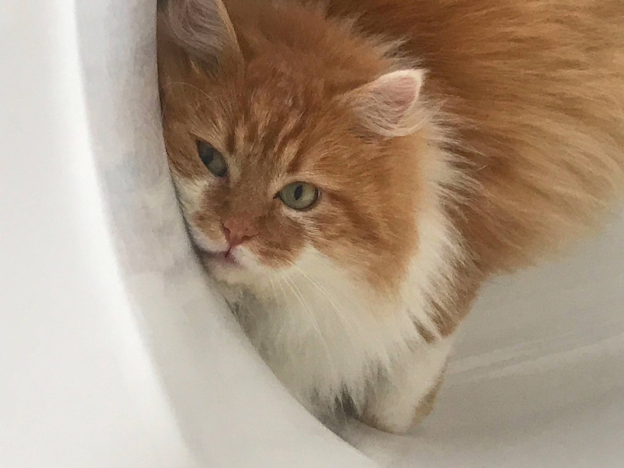 Garfield participe au concours pour gagner de l'argent avec cette photo : box, british_longhair, cardboard, carnivore, cat, domestic_short_haired_cat, eye, fawn, felidae, fur, paw, pet_supply, small_to_medium_sized_cats, snout, tail, terrestrial_animal, whiskers, window, wood