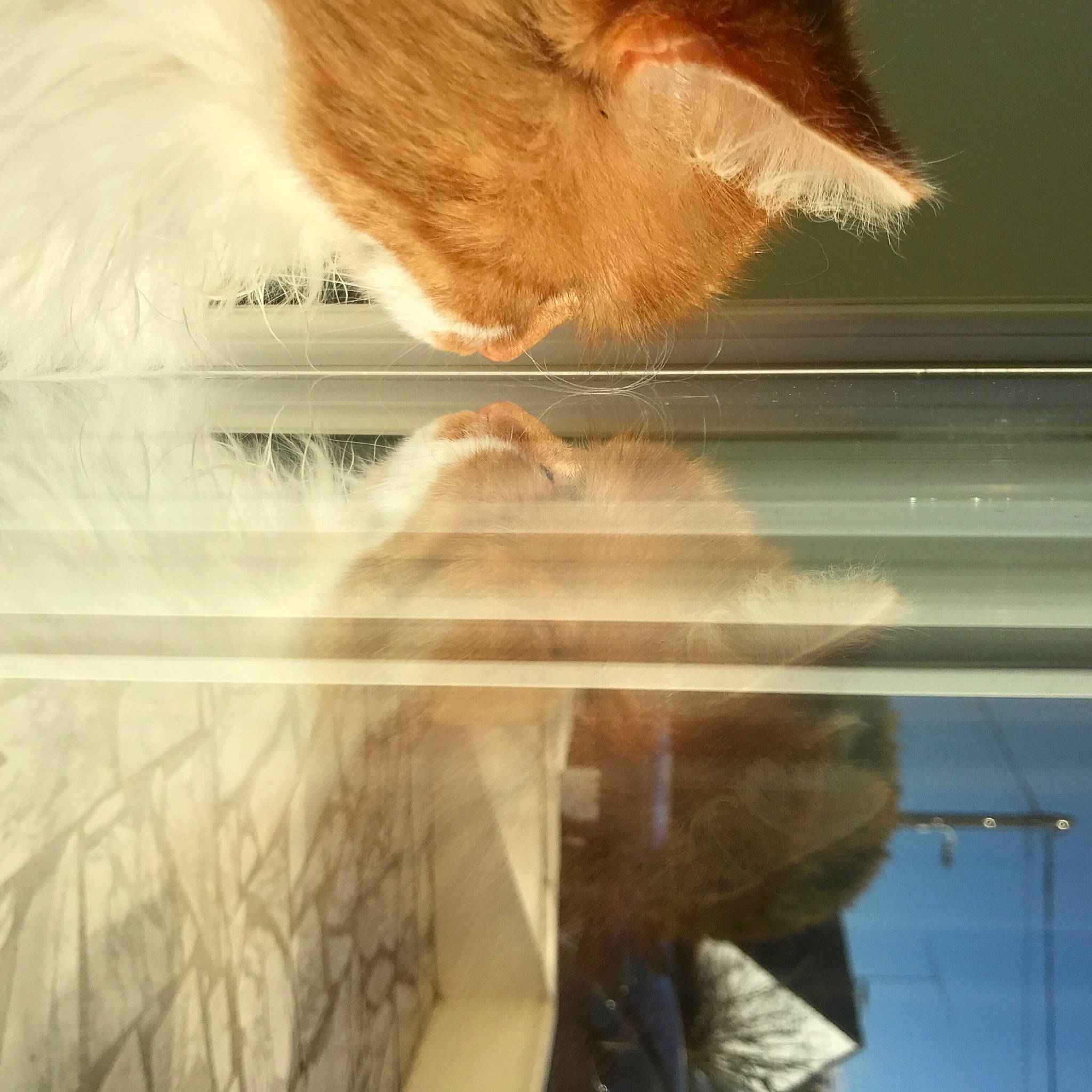 Garfield a rejoint le concours — aidez-le/la à gagner de superbes lots ! carnivore, cat, claw, domestic_short_haired_cat, fawn, felidae, fur, glass, line, paw, reflection, small_to_medium_sized_cats, snout, tail, tints_and_shades, transparent_material, whiskers, window, wood