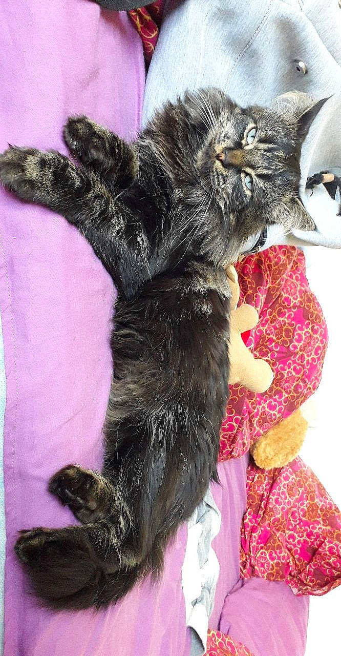 Orso participe au concours pour gagner de l'argent avec cette photo : asian, carnivore, cat, claw, domestic_short_haired_cat, dragon_li, european_shorthair, felidae, fur, kitten, maine_coon, mammal, norwegian_forest_cat, pixie_bob, small_to_medium_sized_cats, tabby_cat, tail, whiskers