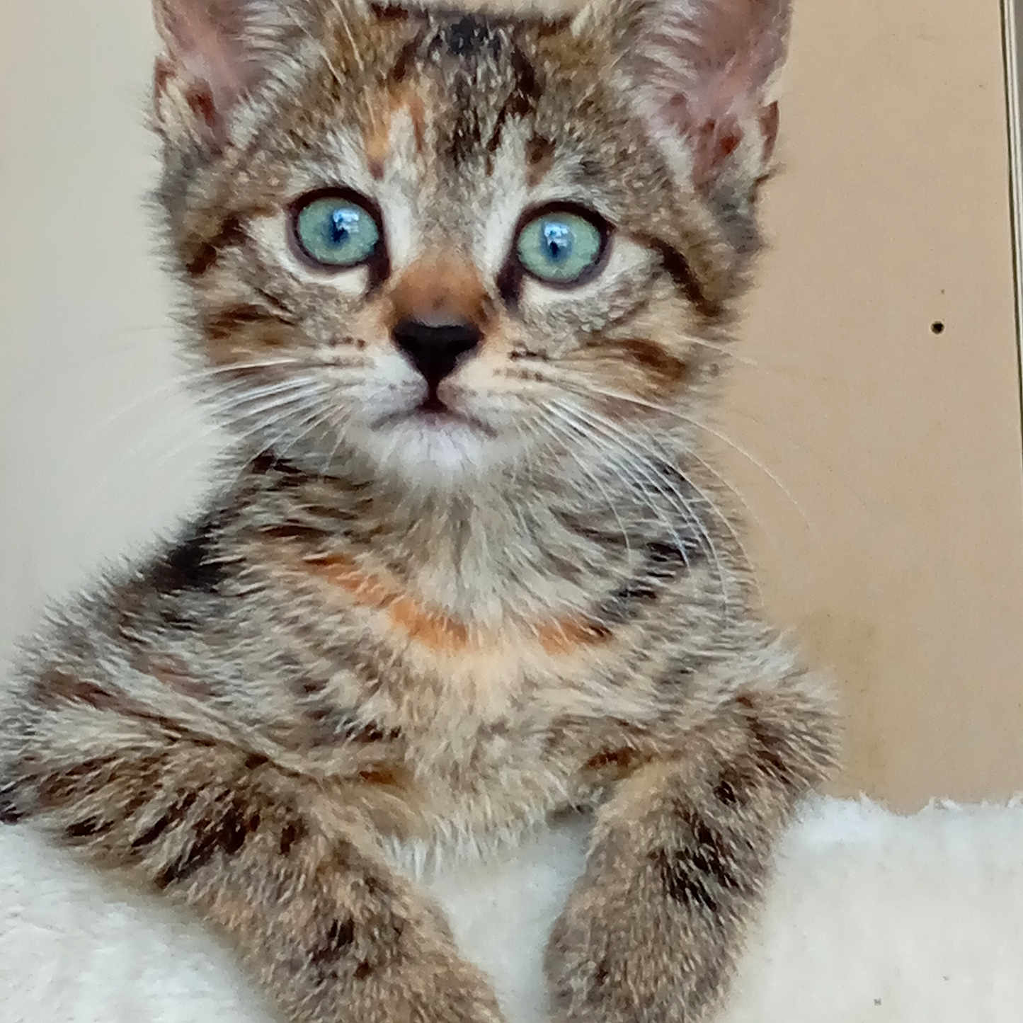 Vanille participe au concours pour gagner de l'argent avec cette photo : animal, background, blue_eyes, cat, close_up, curious, cute, feline, fur, indoor, kitten, looking, mammal, paws, pet, portrait, soft, tabby, whiskers, young