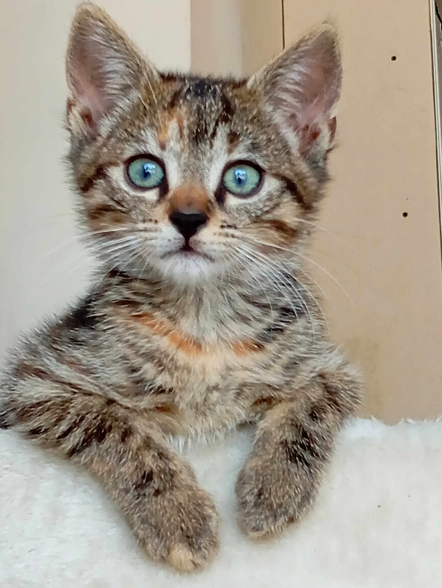 Vanille participe au concours pour gagner de l'argent avec cette photo : kitten, tabby, cat, blue_eyes, fur, whiskers, paws, curious, pet, animal, close_up, indoor, cute, young, mammal, portrait, looking, feline, soft, background