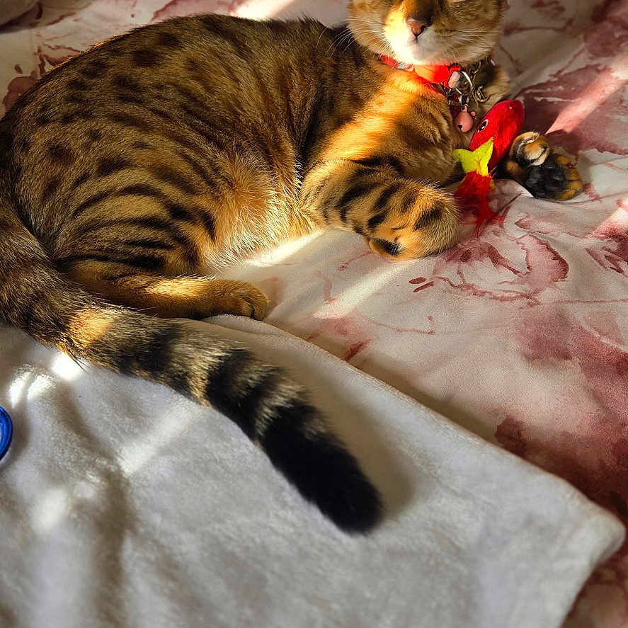 Beleza joined the competition — help win amazing prizes! animal, bed, blanket, cat, collar, cozy, feline, fur, green_eyes, indoor, pet, pillow, playful, relaxed, resting, striped, sunlight, tabby_cat, toy, whiskers