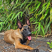 Athos participe au concours pour gagner de l'argent avec cette photo : animal, black_coat, brown_coat, canine, closeup, dog, ears, greenery, ground, happy, laying_down, leaves, nature, outdoor, pet, plant, relaxed, sunlight, tongue, tongue_out