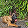 Athos