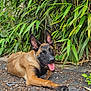 animal, black_coat, brown_coat, canine, closeup, dog, ears, greenery, ground, happy, laying_down, leaves, nature, outdoor, pet, plant, relaxed, sunlight, tongue, tongue_out
