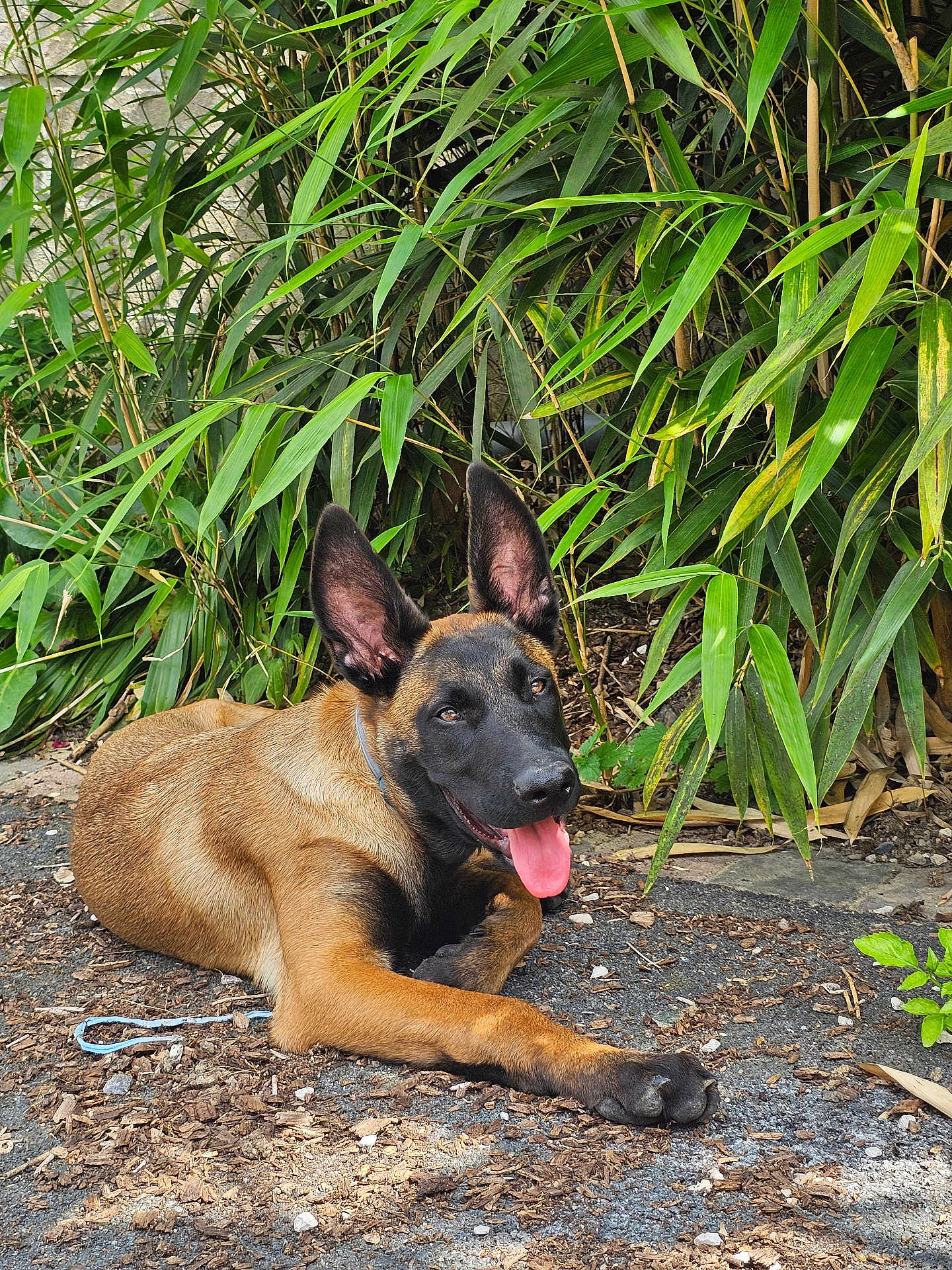 Athos