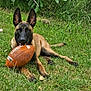 Athos participe au concours pour gagner de l'argent avec cette photo : alert, animal, black, brown, canine, dog, ears, field, football, grass, greenery, laying, mouth, nature, outdoor, pet, playful, resting, summer, toy