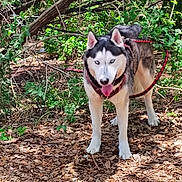 Blu joined the competition — help win amazing prizes! animal, blue_eyes, canine, dog, ears, forest, fur, ground, harness, husky, leash, leaves, muzzle, nature, outdoor, pet, standing, sunlight, tongue_out, trees