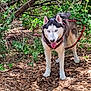animal, blue_eyes, canine, dog, ears, forest, fur, ground, harness, husky, leash, leaves, muzzle, nature, outdoor, pet, standing, sunlight, tongue_out, trees