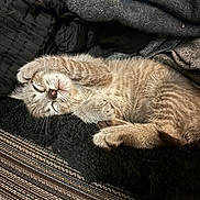 Neowmi joined the competition — help win amazing prizes! kitten, cat, sleeping, paw, blanket, fur, cozy, cute, resting, texture, patterned_rug, soft, whiskers, nap, domestic_animal, feline, indoor, relaxation, warm, comfort