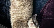 Neowmi is registered to the contest to win money with this photo: cat, sleeping, fluffy, pet, cozy, blanket, pillow, indoor, feline, resting, cute, fur, animal, relaxed, comfort, nap, home, tabby, soft, lying_down