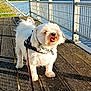 dog, white_dog, leash, pier, water, fence, sunlight, outdoor, happy_dog, wooden_floor, scenic, river, hills, nature, daytime, pet, canine, collar, smiling, walking
