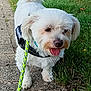 dog, white_dog, leash, sidewalk, grass, outdoor, pet, canine, happy, panting, fur, collar, walking, nature, daylight, closeup, small_dog, cute, animal, friendly