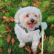 Patapouf a rejoint le concours — aidez-le/la à gagner de superbes lots ! animal, autumn, canine, cute, daylight, dog, grass, greenery, happy, harness, leash, leaves, nature, outdoor, pet, sitting, small_dog, sunlight, tongue_out, white_dog