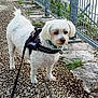dog, white_dog, small_dog, pet, leash, harness, outdoor, sidewalk, fence, grass, path, curious, canine, animal, walking, daylight, nature, collar, closeup, pavement