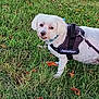 dog, white_dog, small_dog, grass, leaves, harness, outdoor, pet, animal, nature, canine, collar, walking_leash, curious, cute, fur, standing, daylight, greenery, park