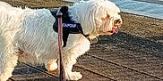 Patapouf participe au concours pour gagner de l'argent avec cette photo : dog, white_dog, leash, harness, outdoor, water, boardwalk, metal_railing, sunlight, pet, canine, tongue_out, walking, daytime, fur, nature, animal, side_view, park, recreation