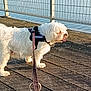 dog, white_dog, leash, harness, outdoor, water, boardwalk, metal_railing, sunlight, pet, canine, tongue_out, walking, daytime, fur, nature, animal, side_view, park, recreation