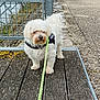 dog, white_dog, leash, outdoor, dock, water, metal_fence, pavement, fur, pet, walking, canine, nature, daylight, quiet, calm, shaggy, small_dog, animal, park