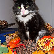 Rue is registered to the contest to win money with this photo: cat, black_and_white, autumn, pumpkin, pinecone, fall_leaves, indoor, decor, orange, green, berries, cute, pet, fur, whiskers, nose, table, holiday, seasonal, still_life
