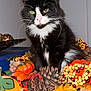 cat, black_and_white, autumn, pumpkin, pinecone, fall_leaves, indoor, decor, orange, green, berries, cute, pet, fur, whiskers, nose, table, holiday, seasonal, still_life