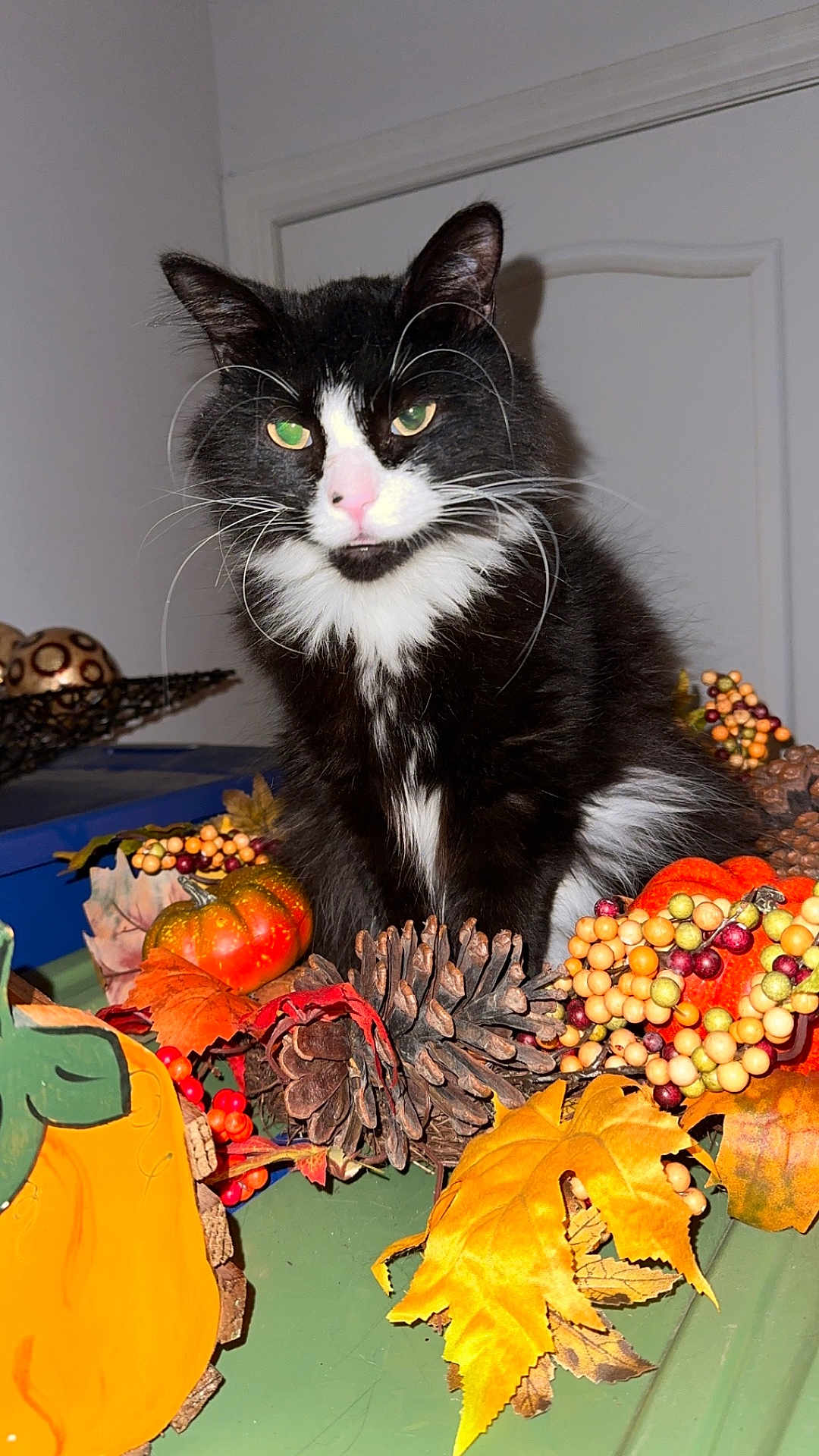 Rue is registered to the contest to win money with this photo: cat, black_and_white, autumn, pumpkin, pinecone, fall_leaves, indoor, decor, orange, green, berries, cute, pet, fur, whiskers, nose, table, holiday, seasonal, still_life