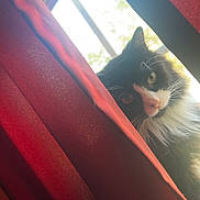Rue joined the competition — help win amazing prizes! cat, tuxedo_cat, curious, peeking, red_curtain, window, daylight, whiskers, black_and_white, indoor, pet, feline, animal, close_up, fur, ears, nose, eyes, home, soft_light