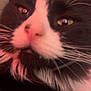 cat, tuxedo_cat, close_up, whiskers, pink_nose, fur, pet, animal, indoor, cute, feline, black_and_white, face, ears, soft_light, portrait, mammal, domestic_animal, closeup, furry