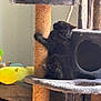 Nera is registered to the contest to win money with this photo: cat, kitten, black_cat, scratching_post, cat_tree, furniture, indoor, pet, animal, curious, cozy, pillow, curtain, window_light, soft_furniture, resting, hiding, home, feline, playful