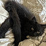 Nera is registered to the contest to win money with this photo: cat, kitten, black_cat, pet, animal, fluffy, collar, daisy, blanket, bed, cozy, fur, whiskers, cute, indoor, resting, curious, eyes, soft, young_cat