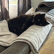 Nera is registered to the contest to win money with this photo: kitten, black_cat, blanket, sofa, armrest, indoor, curtains, window, light, cozy, furniture, pet, resting, domestic, furry, relaxed, home, soft, cute, animal