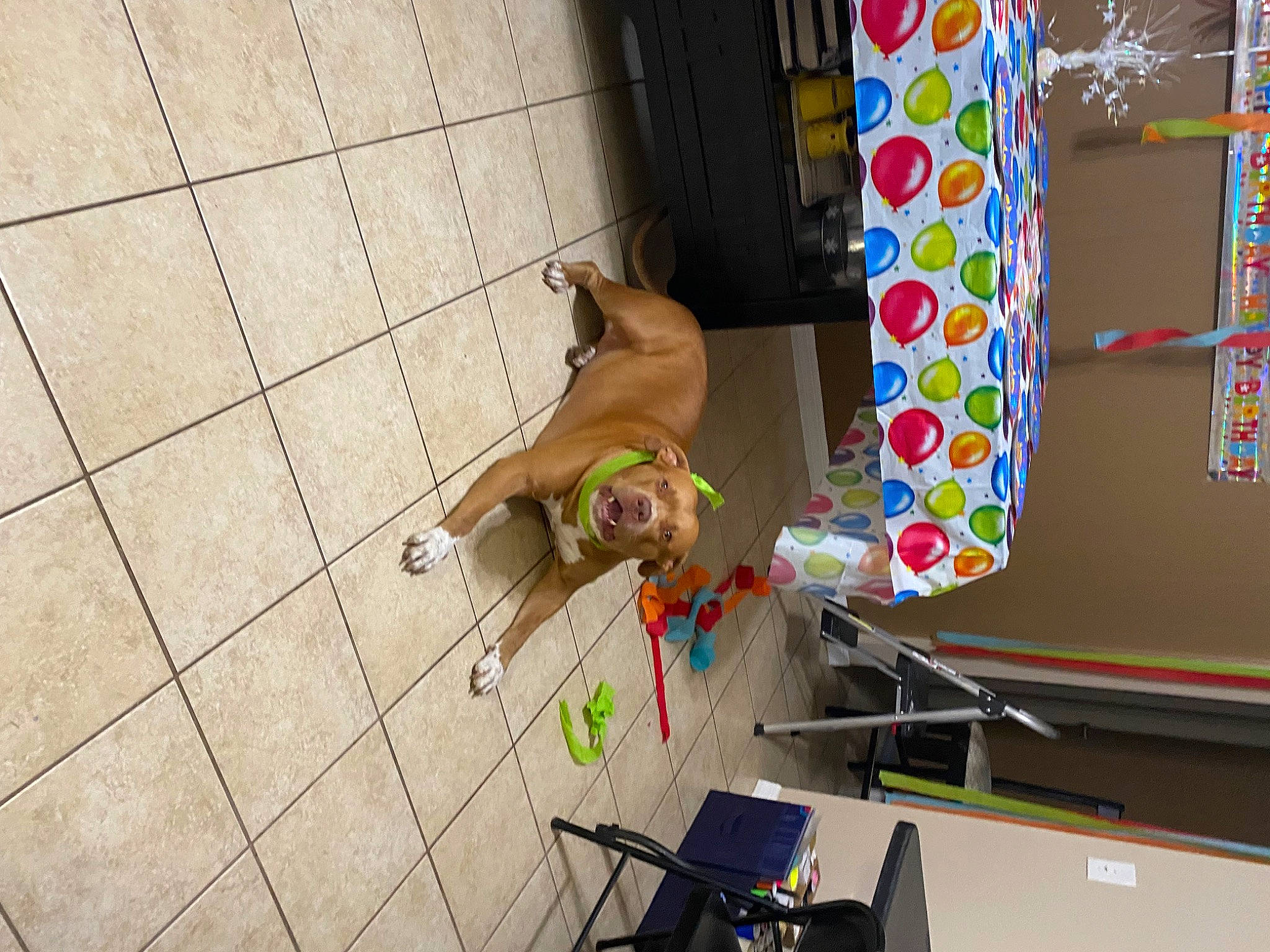 Zimba joined the competition — help win amazing prizes! art, carnivore, companion_dog, dog, dog_breed, dog_supply, electrical_wiring, fawn, flooring, fun, leisure, pattern, pet_supply, room, sidewalk, sporting_group, visual_arts, window, wood, working_animal