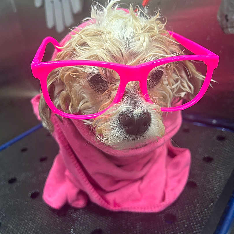 Sophie is registered to the contest to win money with this photo: accessory, animal, closeup, cute, dog, expression, face, fashion, funny, fur, glasses, indoors, pet, pink, playful, portrait, small_dog, studio, towel, wet