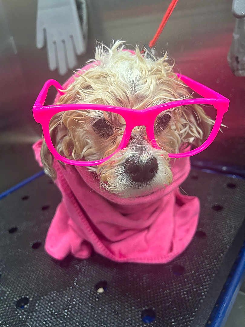 Sophie is registered to the contest to win money with this photo: dog, wet, glasses, pink, towel, cute, pet, animal, face, fur, indoors, closeup, portrait, accessory, expression, small_dog, funny, studio, fashion, playful