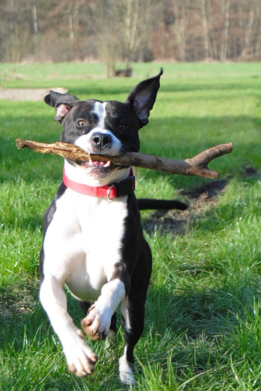 Black a rejoint le concours — aidez-le/la à gagner de superbes lots ! adventure, animal_sports, carnivore, collar, companion_dog, dog, dog_breed, dog_collar, dog_supply, fashion_accessory, fawn, grass, leash, personal_protective_equipment, plant, snout, sporting_group, tail, tree, working_animal