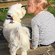 Jaxx is registered to the contest to win money with this photo: child, dog, outdoor, grass, wooden_deck, kiss, blonde_hair, braid, pet, fluffy_dog, casual_clothing, sunlight, nature, cute, playful, friendship, animal, young_girl, summer, affection