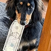 Joey joined the competition — help win amazing prizes! dog, dachshund, puppy, money, five_dollar_bill, carpet, floor, wooden_floor, pet_supplies, indoor, animal, cute, mischievous, pet, small_dog, black_and_tan, fur, sitting, looking, mouth