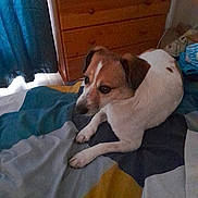 Jimmy participe au concours pour gagner de l'argent avec cette photo : animal, bed, canine, colorful_bedspread, curtains, dog, domestic, ears, four_legs, fur, furniture, home, indoor, looking_away, pet, quiet, resting, sleepy, small_dog, wooden_dresser