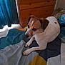 animal, bed, canine, colorful_bedspread, curtains, dog, domestic, ears, four_legs, fur, furniture, home, indoor, looking_away, pet, quiet, resting, sleepy, small_dog, wooden_dresser
