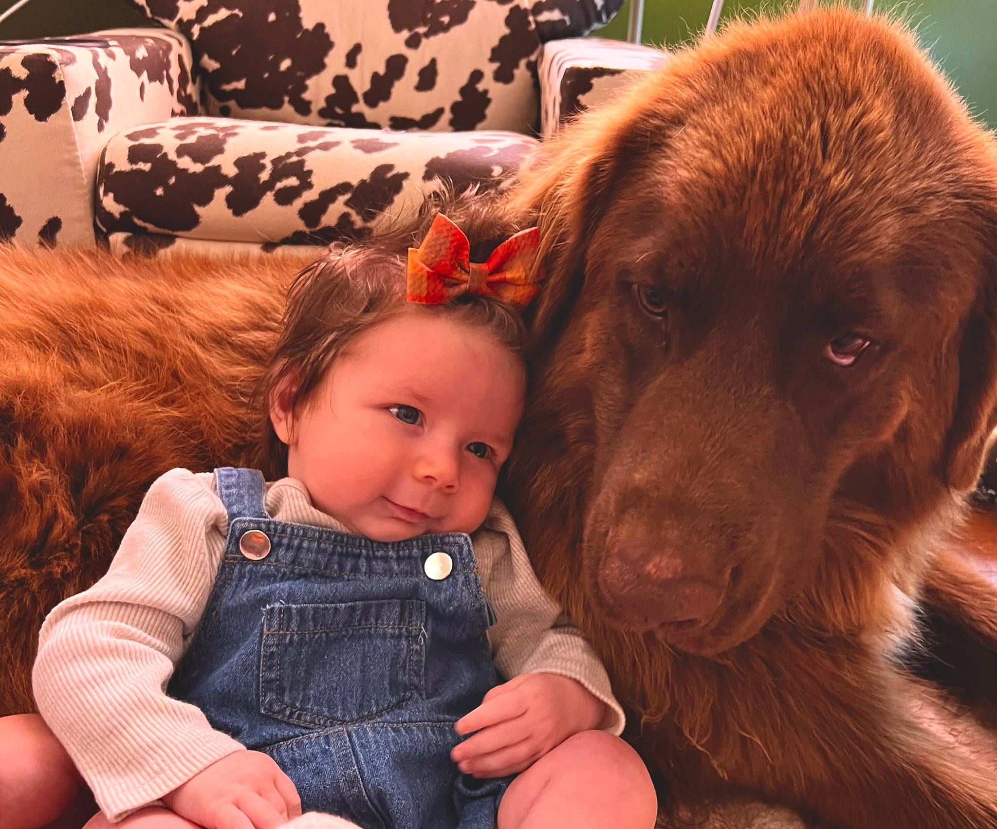 Joy joined the competition — help win amazing prizes! baby, baby_toddler_clothing, carnivore, child, companion_dog, dog, dog_breed, doll, fur, happy, lap, liver, mammal, orange, person, sitting, sporting_group, toddler, toy, vertebrate