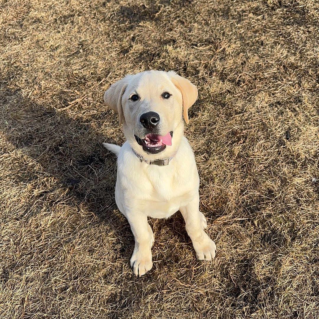 Winston joined the competition — help win amazing prizes! animal, canine, collar, cute, daylight, dog, dry_grass, friendly, grass, labrador, nature, outdoor, pet, playful, puppy, sitting, sunlight, tongue_out, yellow_labrador, young_dog