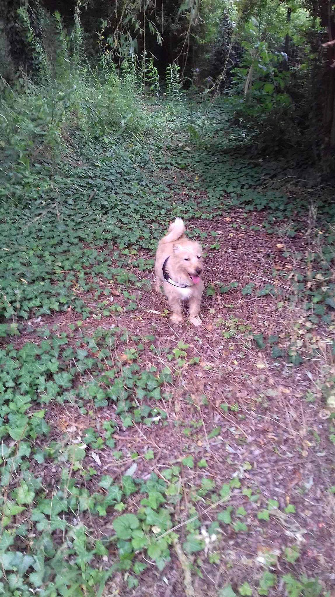 Orange participe au concours pour gagner de l'argent avec cette photo : annual_plant, canidae, carnivore, companion_dog, dog, dog_breed, fawn, garden, grass, groundcover, non_sporting_group, plant, shrub, soil, sporting_group, subshrub, tail, terrestrial_animal, toy_dog, tree
