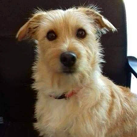 Orange a rejoint le concours — aidez-le/la à gagner de superbes lots ! canidae, carnivore, chair, companion_dog, dog, dog_breed, dog_supply, fur, maltepoo, puppy, small_terrier, snout, sporting_group, terrestrial_animal, terrier, toy_dog, working_animal, working_terrier