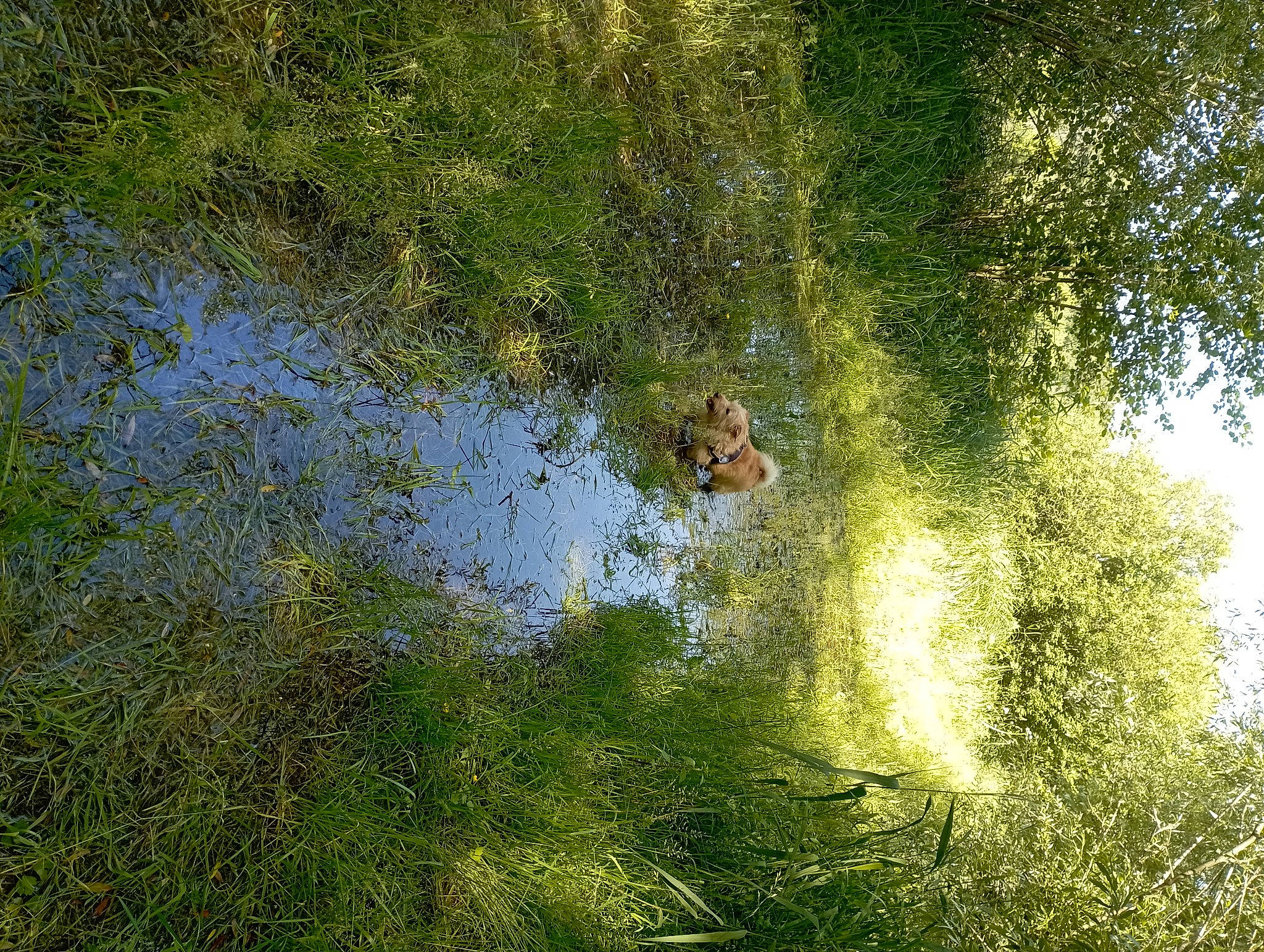 Orange a rejoint le concours — aidez-le/la à gagner de superbes lots ! bank, forest, grass, grass_family, lacustrine_plain, lake, landscape, natural_landscape, people_in_nature, plant, plant_community, reflection, riparian_zone, shrub, tree, water, water_resources, watercourse, waterway, wood