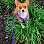 dog, small_dog, leash, harness, greenery, plants, mulch, outdoor, pet, brown_dog, white_markings, ears, sitting, nature, garden, close_up, animal, cute, alert, daylight