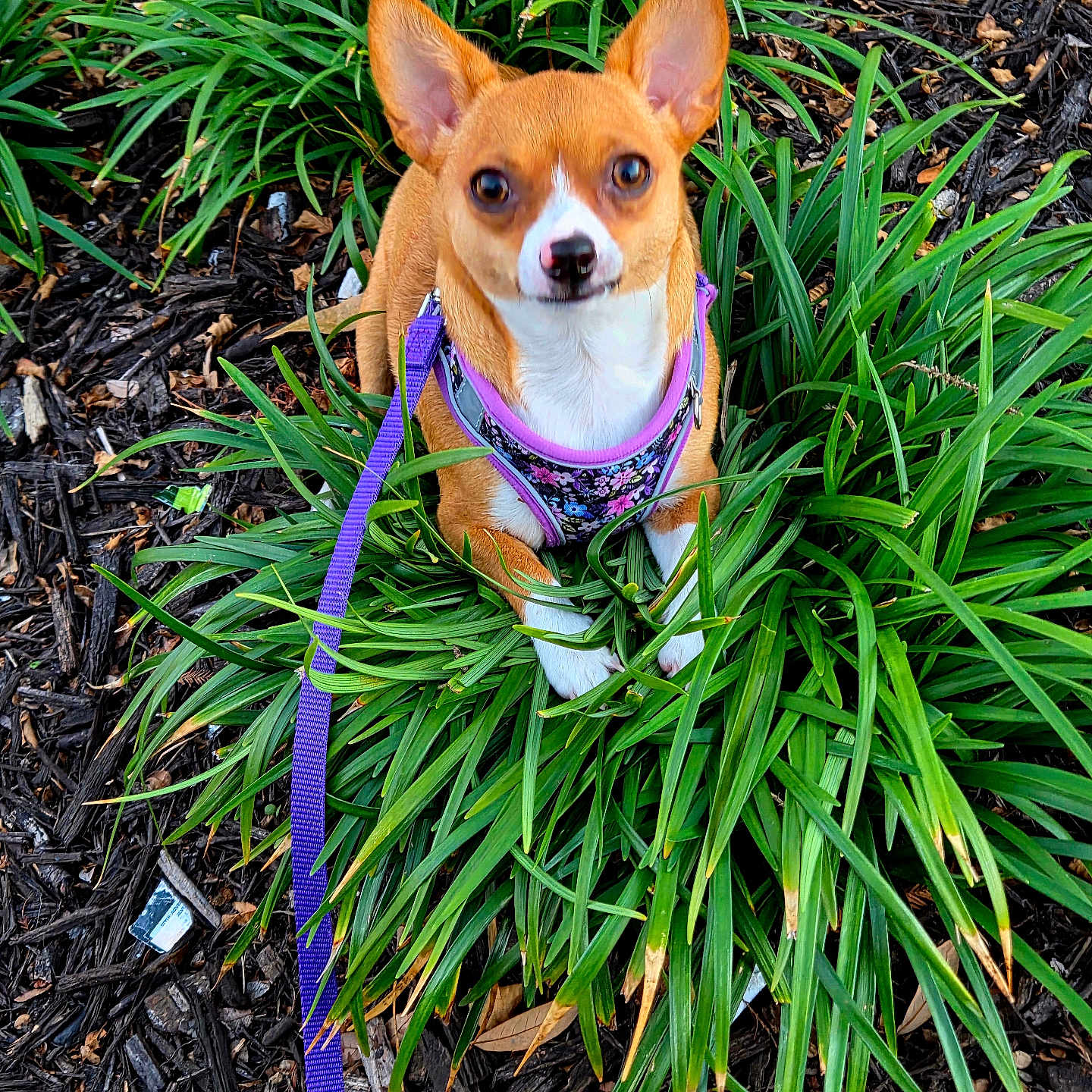 Macy is registered to the contest to win money with this photo: alert, animal, brown_dog, close_up, cute, daylight, dog, ears, garden, greenery, harness, leash, mulch, nature, outdoor, pet, plants, sitting, small_dog, white_markings