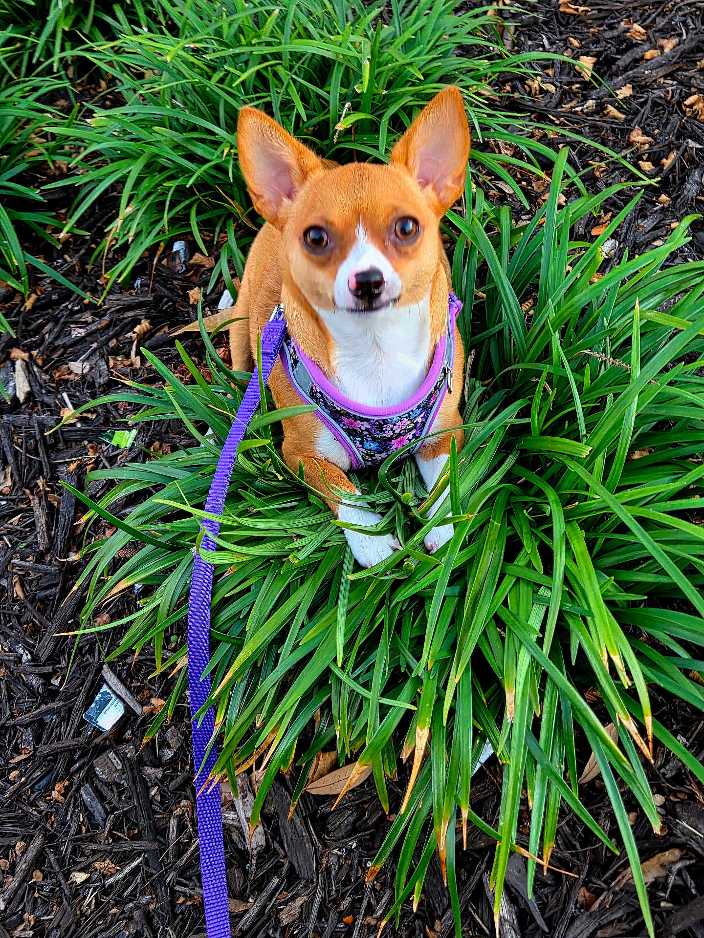 Macy is registered to the contest to win money with this photo: dog, small_dog, leash, harness, greenery, plants, mulch, outdoor, pet, brown_dog, white_markings, ears, sitting, nature, garden, close_up, animal, cute, alert, daylight