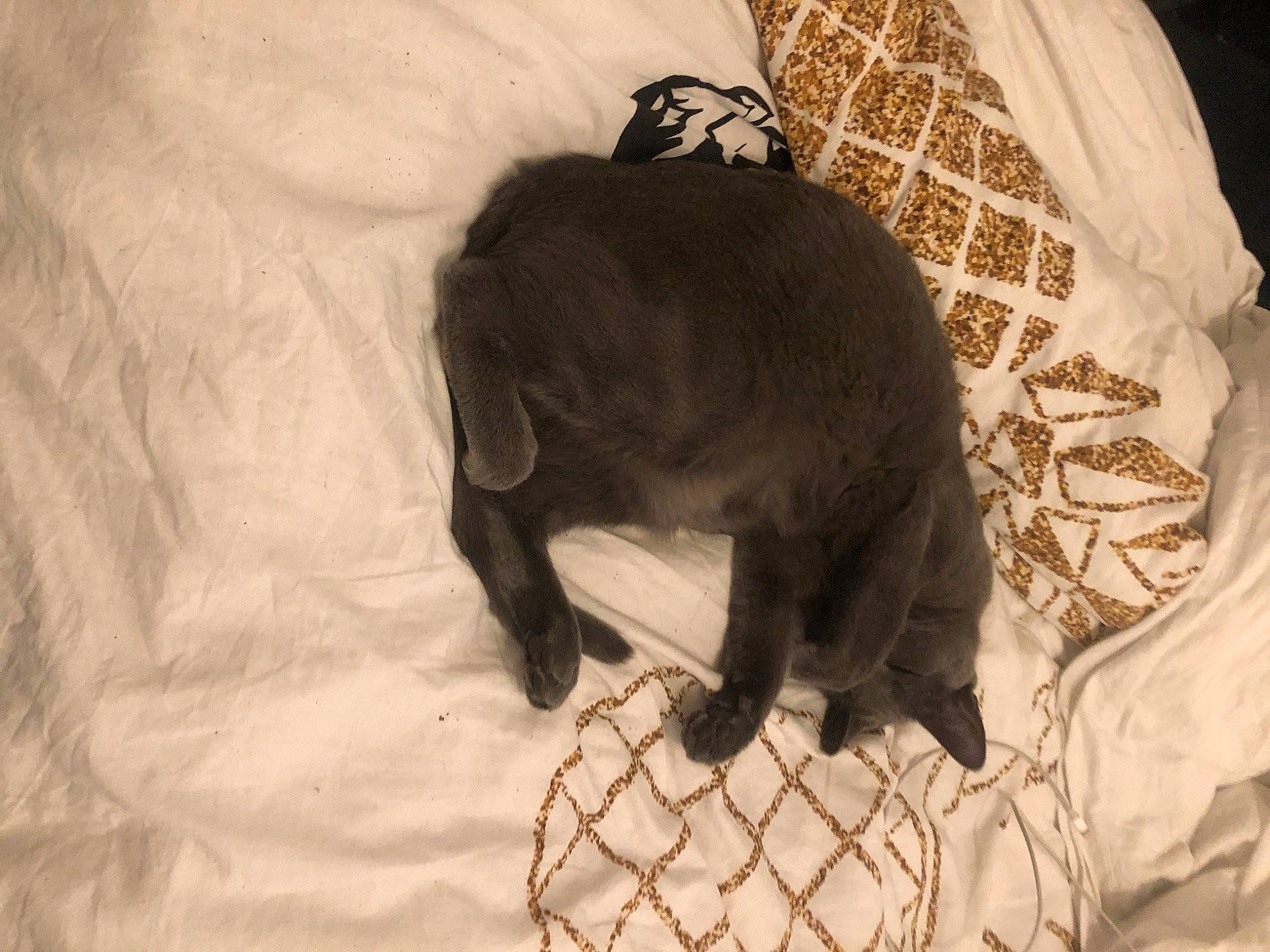 June participe au concours pour gagner de l'argent avec cette photo : black_cat, canidae, carnivore, claw, comfort, companion_dog, dog, dog_breed, fawn, felidae, fur, linens, liver, nap, small_to_medium_sized_cats, snout, sporting_group, tail, terrestrial_animal, whiskers