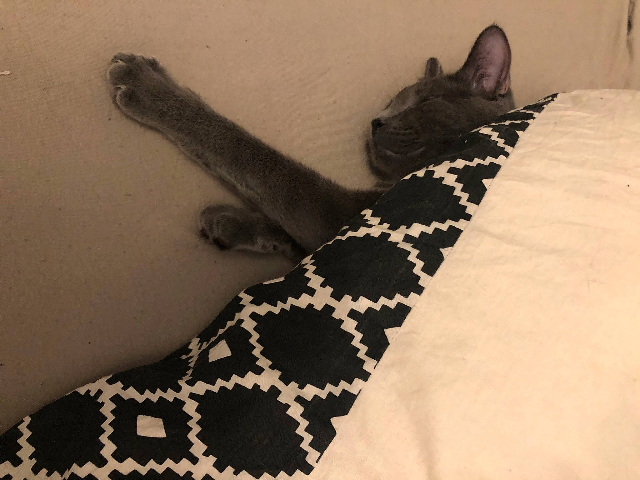 June participe au concours pour gagner de l'argent avec cette photo : carnivore, cat, comfort, dog_breed, domestic_short_haired_cat, fashion_accessory, fawn, felidae, human_leg, linens, mammal, pattern, paw, scaled_reptile, sleeve, tail, terrestrial_animal, thigh, vertebrate, whiskers